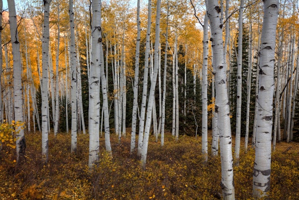 Aspen Forest In Autumn