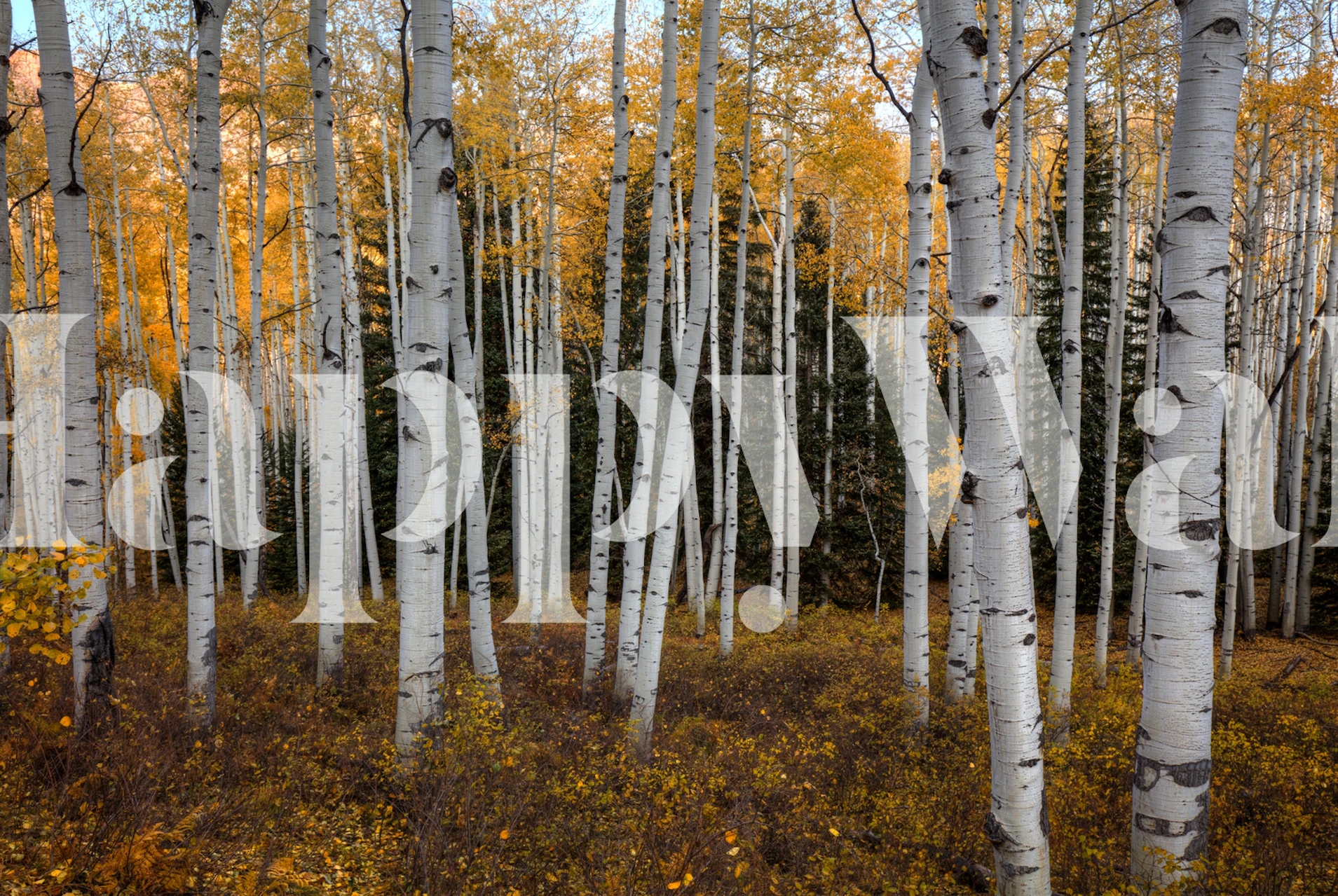 Aspen Forest In Autumn tapet i et værelse