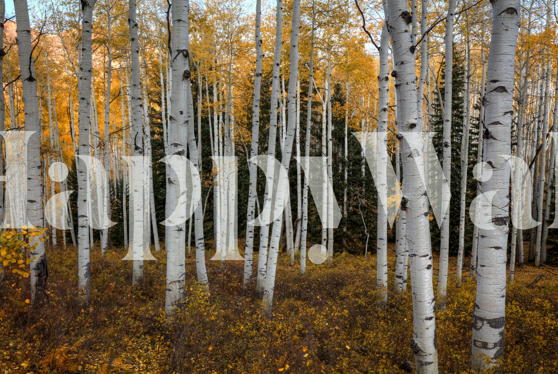 Aspen trees with golden leaves and white bark wallpaper