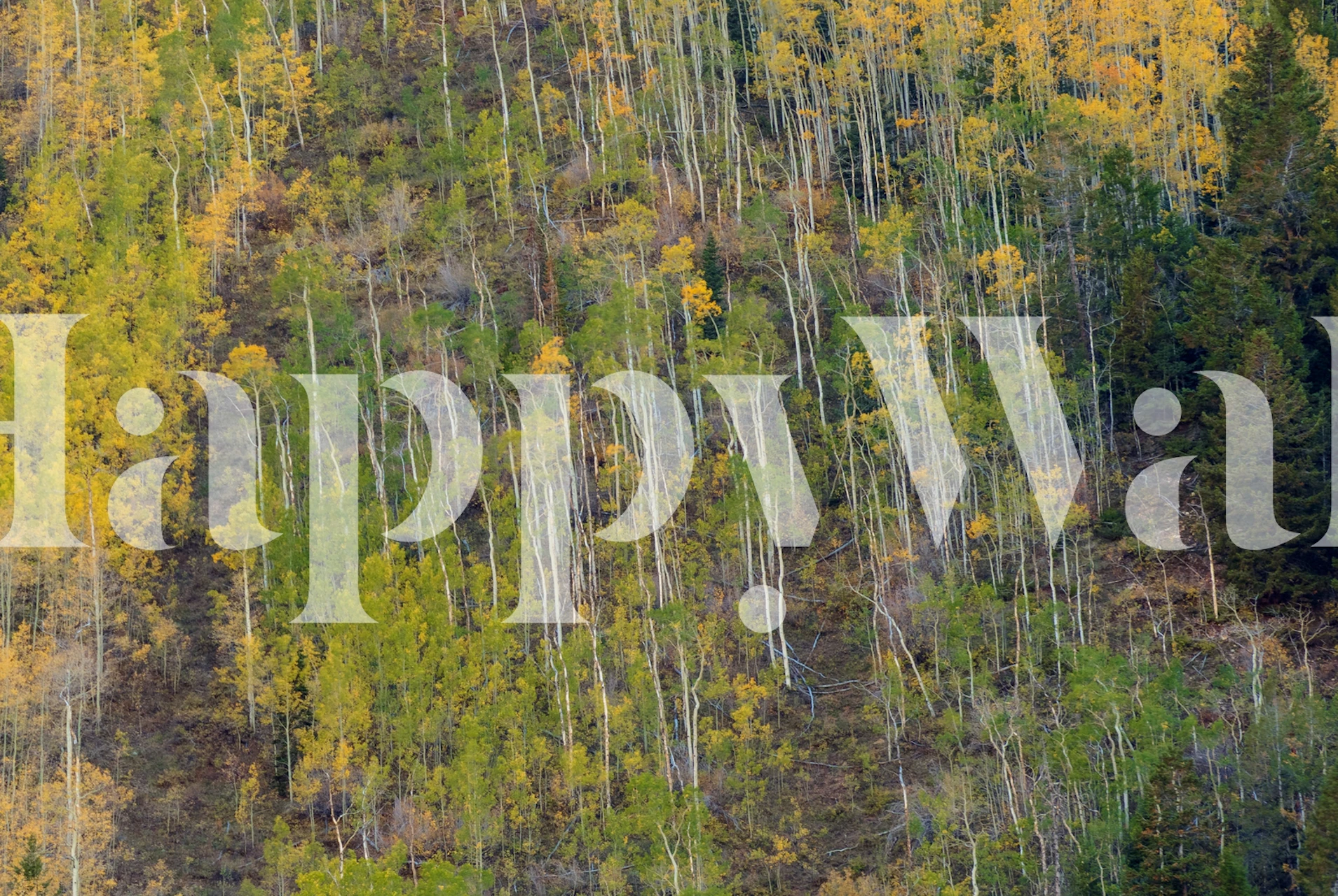 Aspen Grace wallpaper design in a room