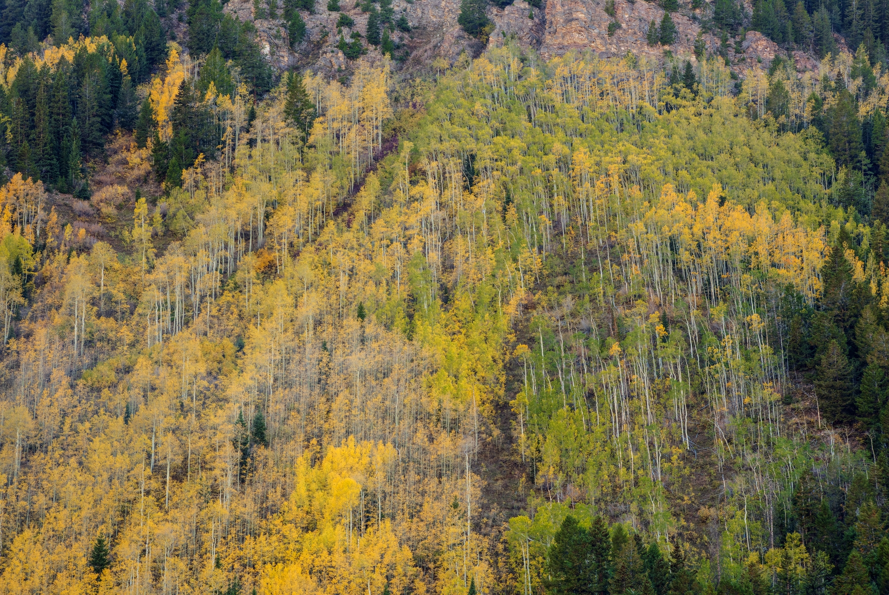 Aspen Trees in Autumn Wallpaper - Happywall