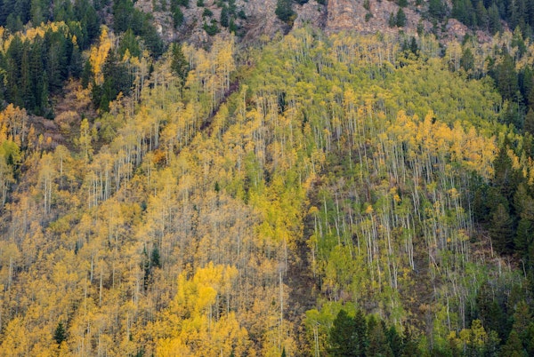 Aspens in Autumn
