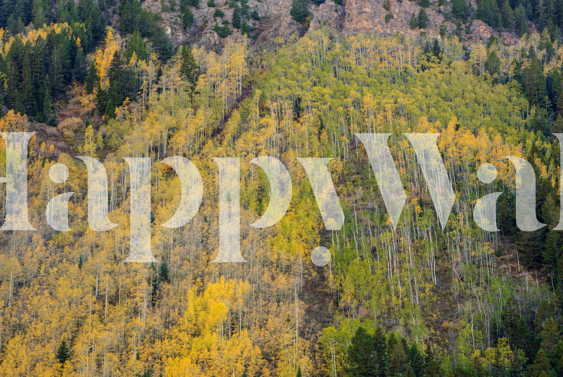 Ein dichter Espenwald im Herbst mit einer Mischung aus gelbem und grünem Laub.