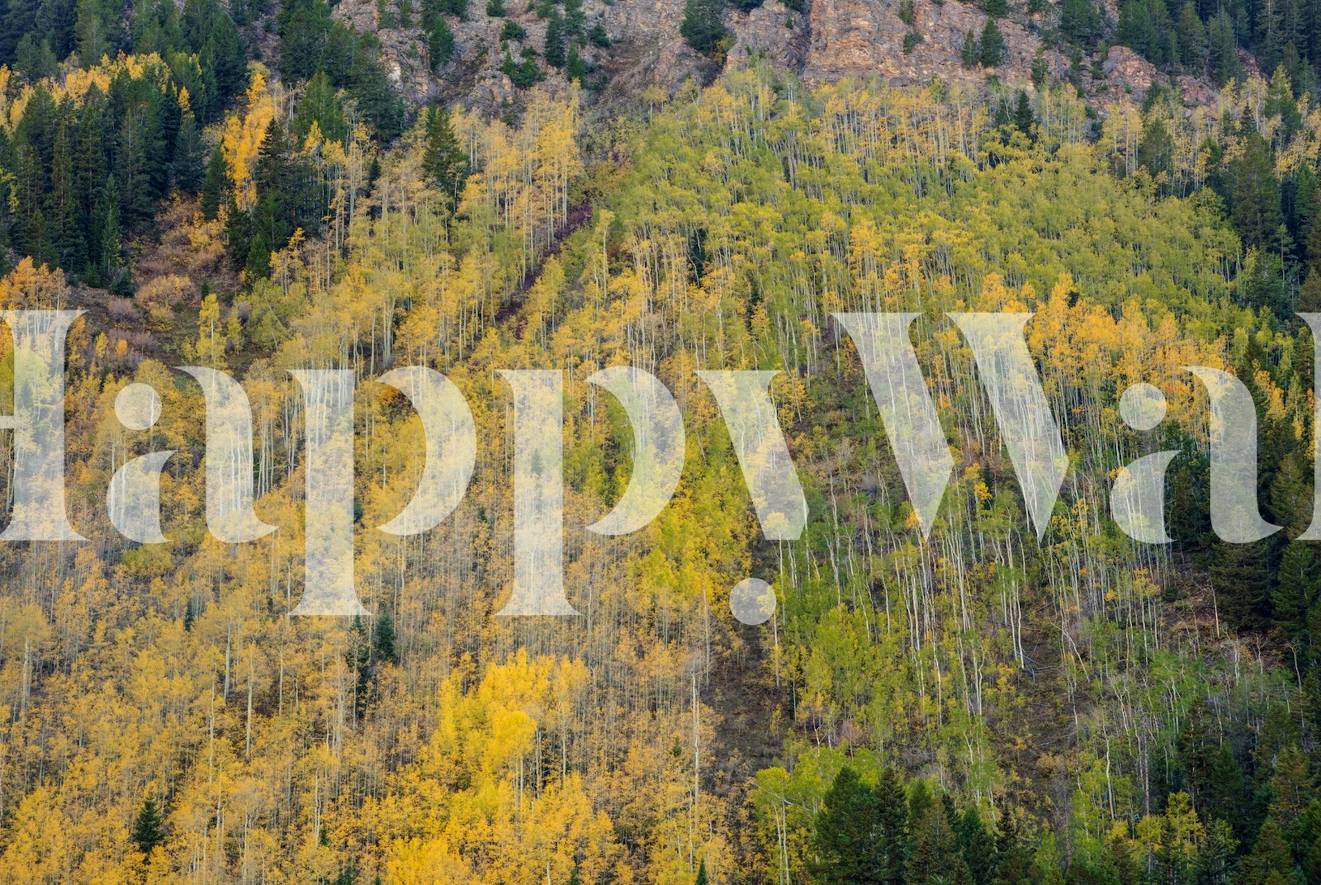 Uma densa floresta de álamos no outono com uma mistura de folhagem amarela e verde.