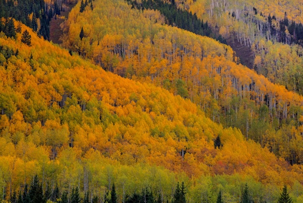 Autumn Metamorphosis