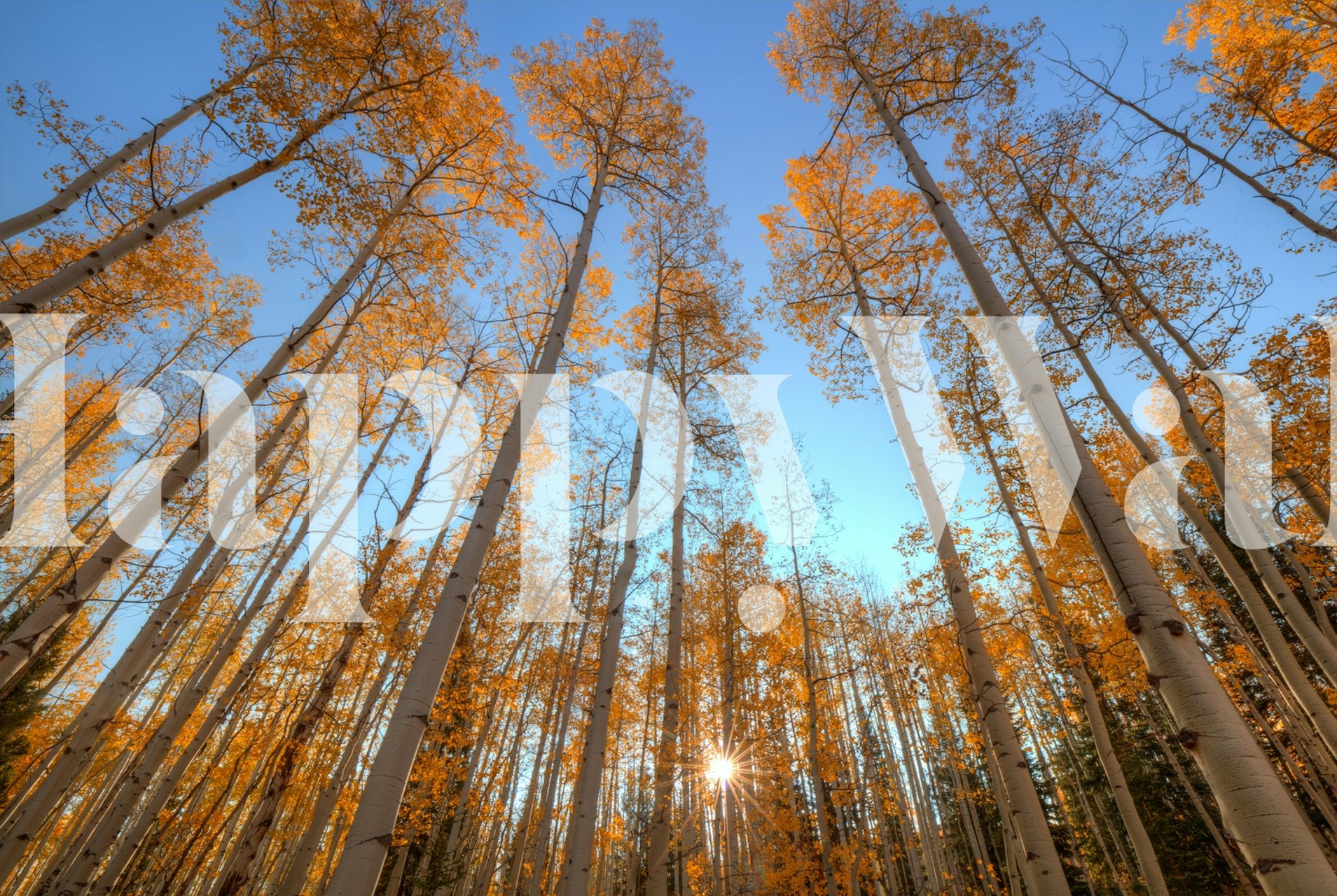 Tall golden trees against a blue sky wallpaper