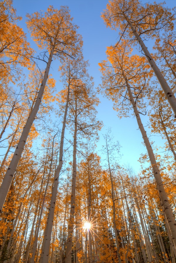 Autumn Starshine-Vertical