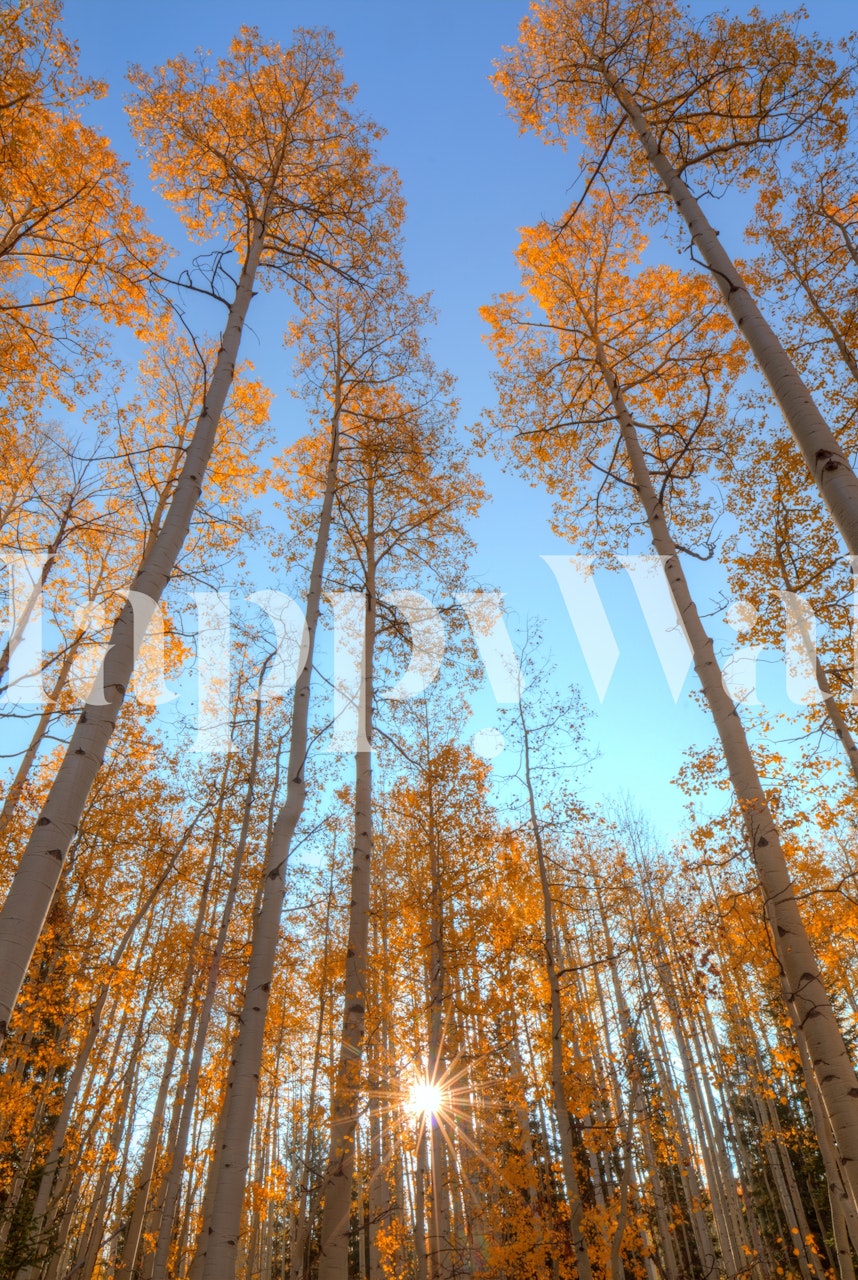 Tapeta Autumn Starshine u sobi