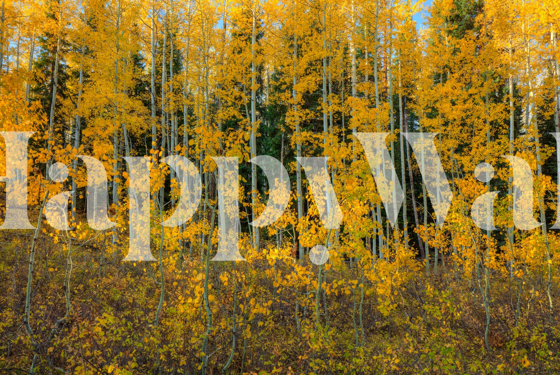 Autumn forest wallpaper design in a room