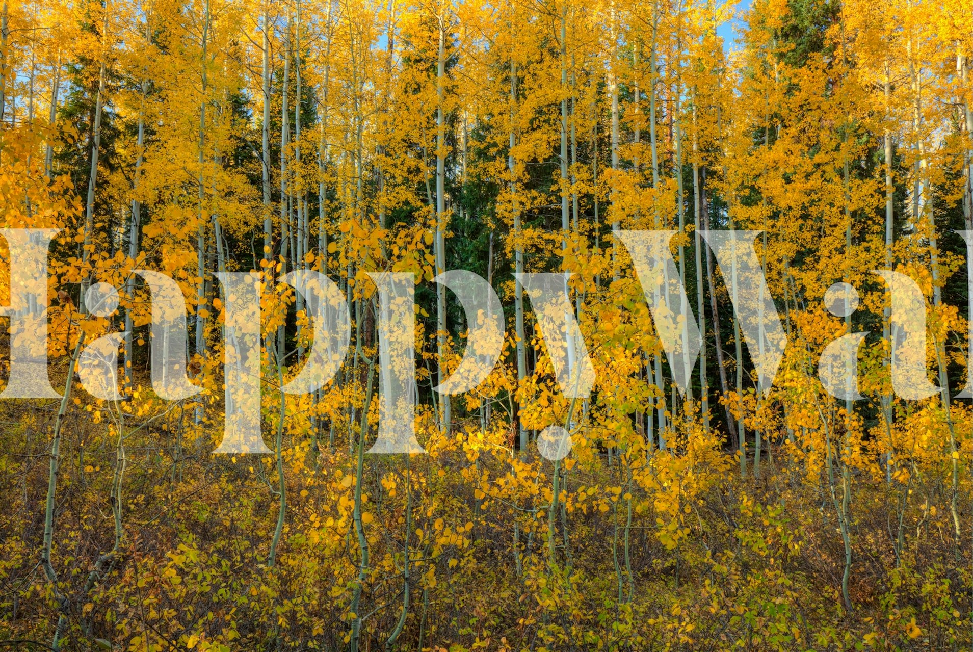 Autumn forest wallpaper design in a room