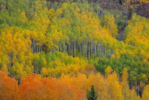 Colorful Aspen Forest