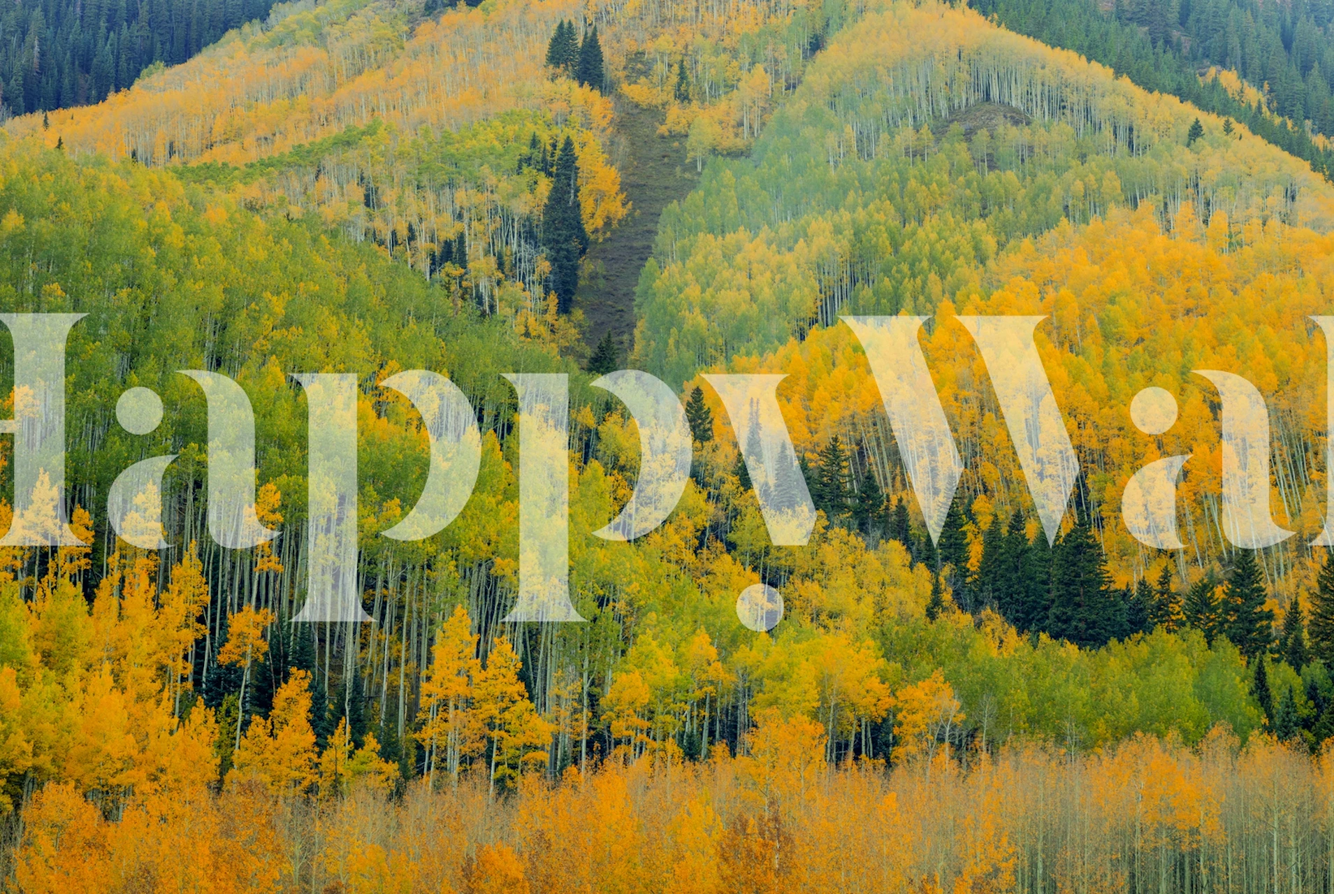 Colorful autumn trees in shades of yellow and green wallpaper