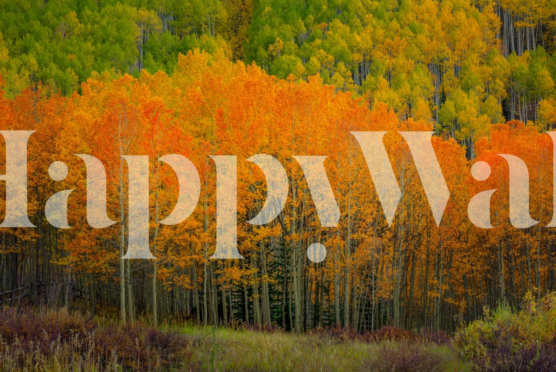 Vibrant autumn trees in orange and yellow with green accents wallpaper