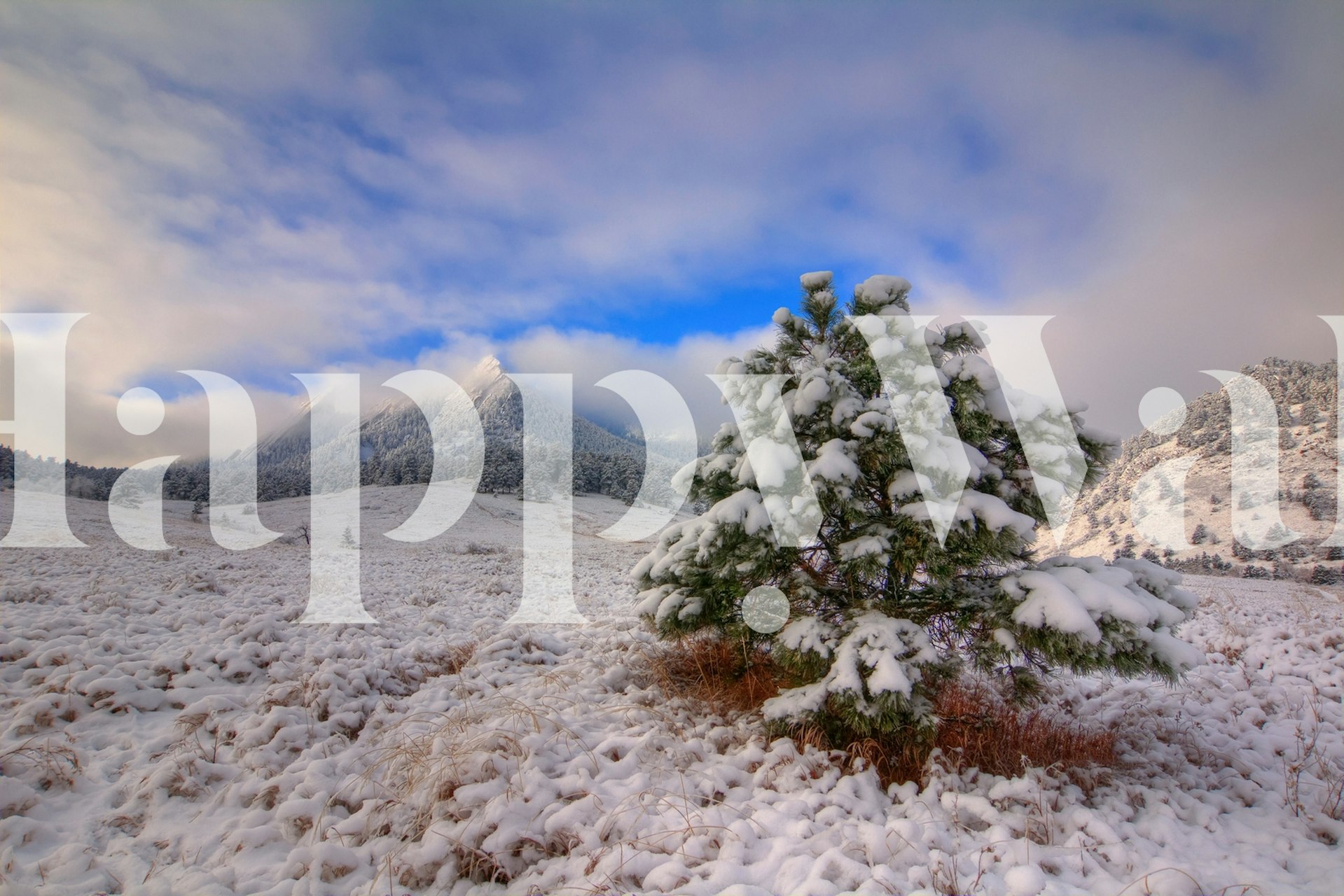 Snötäckt Flatirons-landskap med tapet av tall