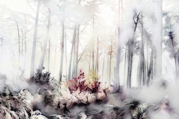 Sunny Misty Forest Wallpaper