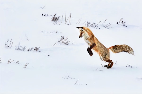 Nordic Fox Wallpaper