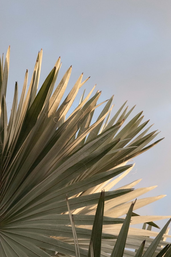 Bismarck Palm Leaf 1