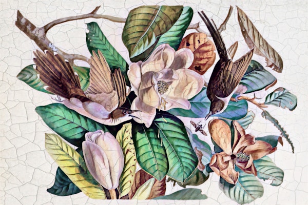 Tropical Vintage Jungle Birds