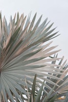 Soft Bismarck Palm Leaf 1 carta da parati