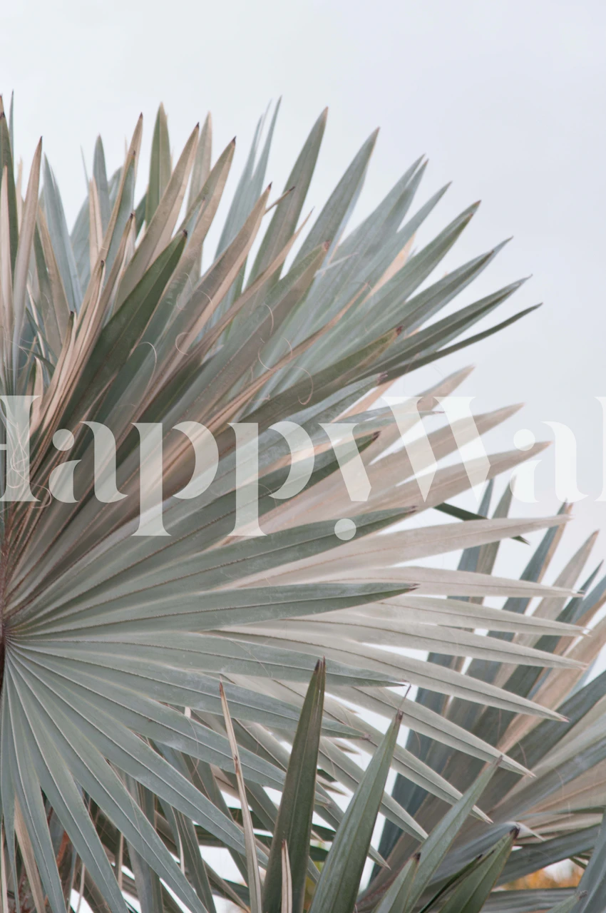 Närbild av ett Bismarck palmblad i mjuka, dämpade färger för väggmålning.