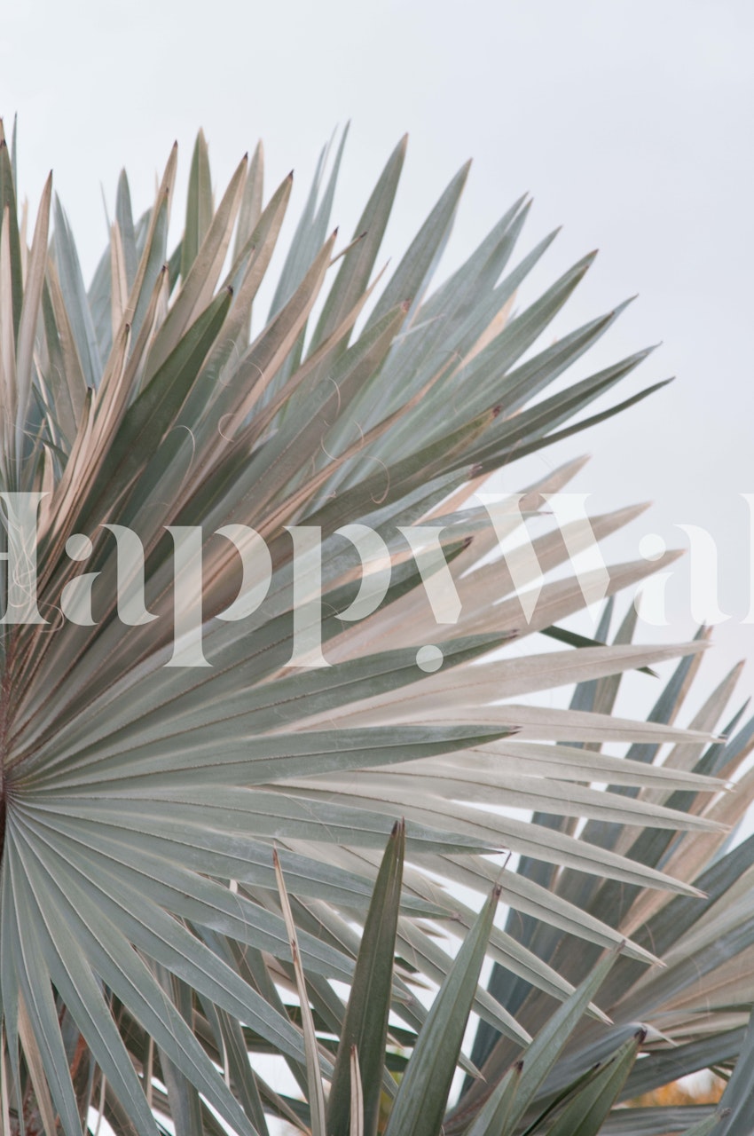 Bismarck palm leaves in soft green tones wallpaper