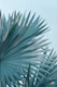 Soft Bismarck Palm Leaf 2
