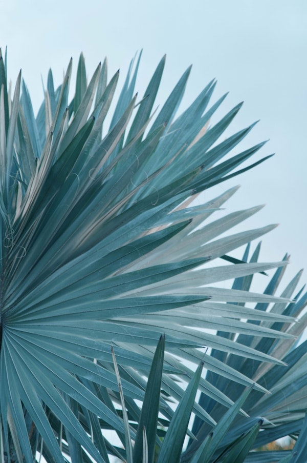 Soft Bismarck Palm Leaf 2