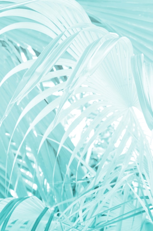 Soft Turquoise Fan Palm Leaf 1