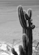Tropical Cactus Ocean Beach 3