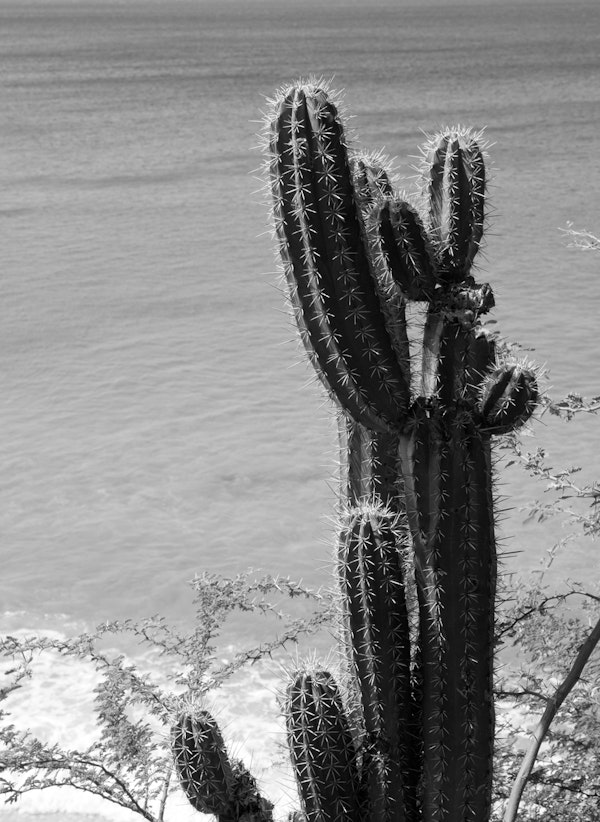 Tropical Cactus Ocean Beach 3