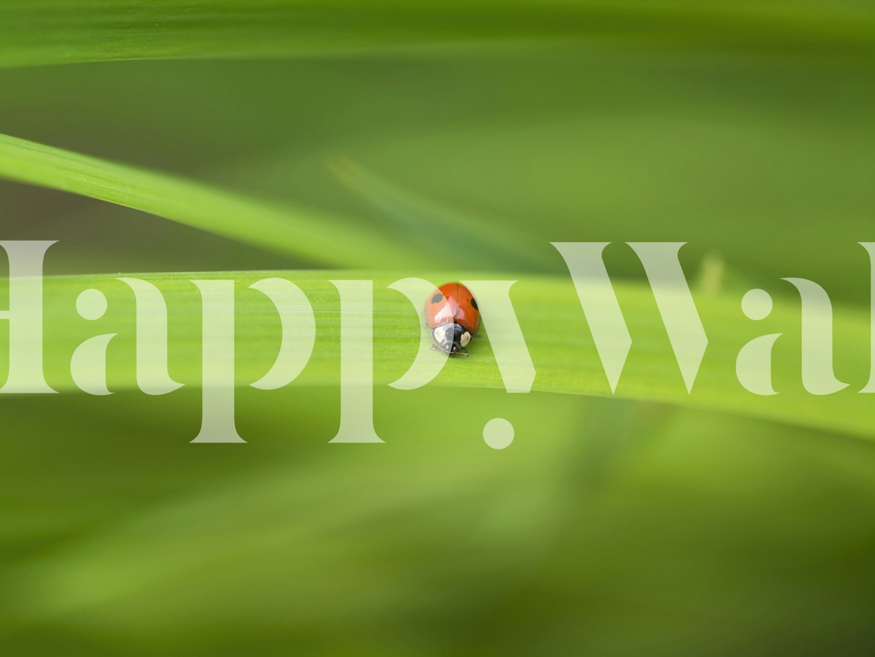 Ladybug perched on green leaf wallpaper, nature theme