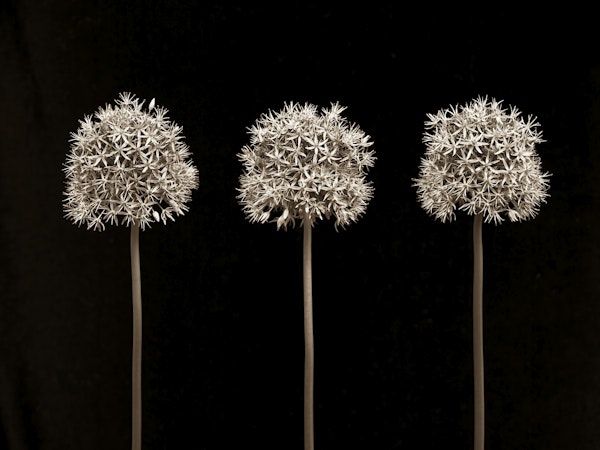 Allium flowers
