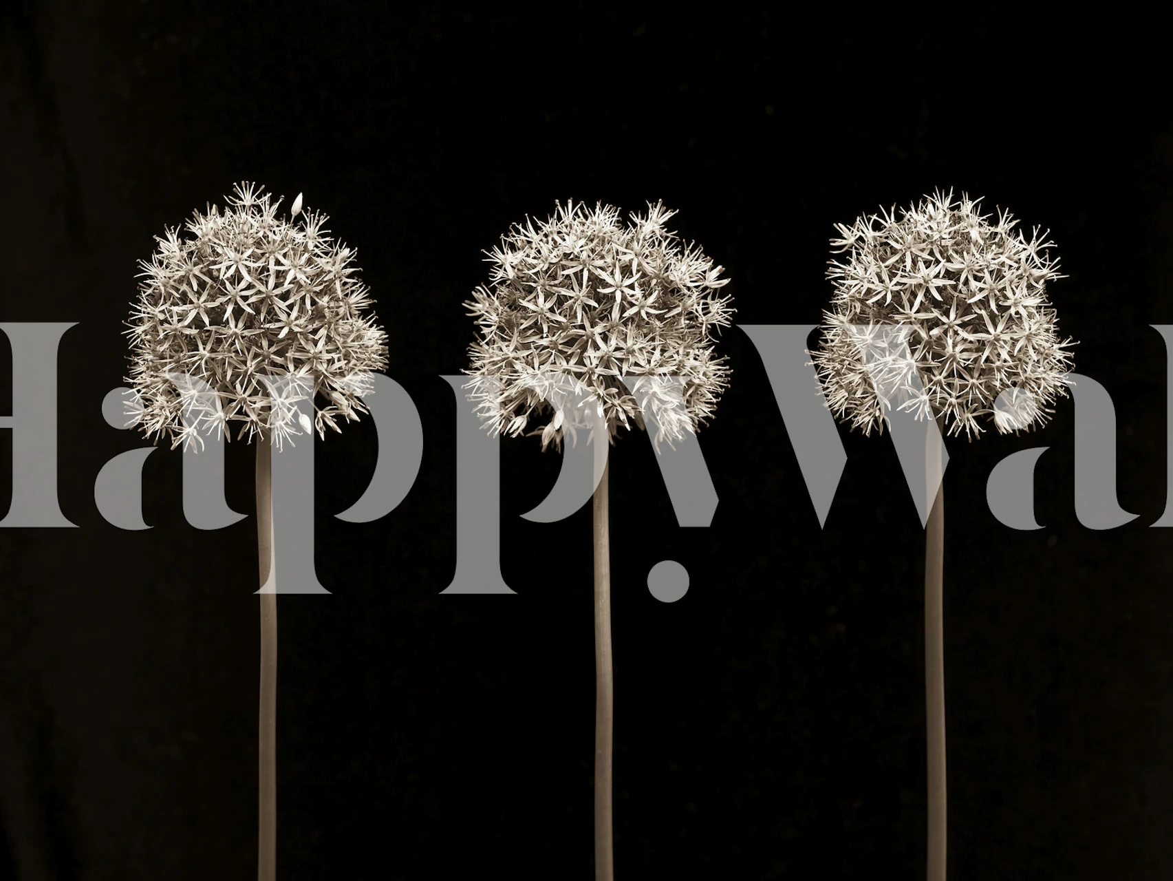 papel de parede Allium flowers em um quarto