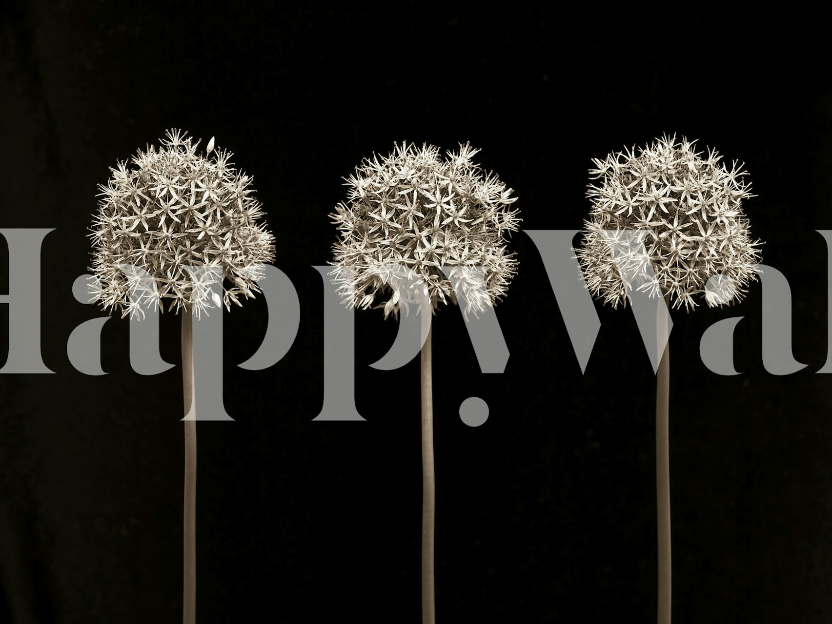 tapeta Allium flowers v pokoji