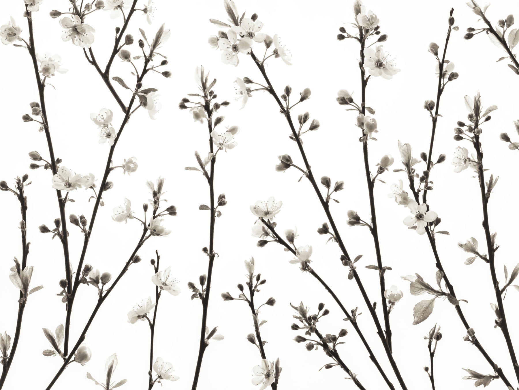 Buy Twigs of Cherry plant wallpaper - Free shipping