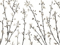 Twigs of Cherry plant ταπετσαρία