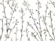 Twigs of Cherry plant