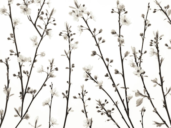 Twigs of Cherry plant