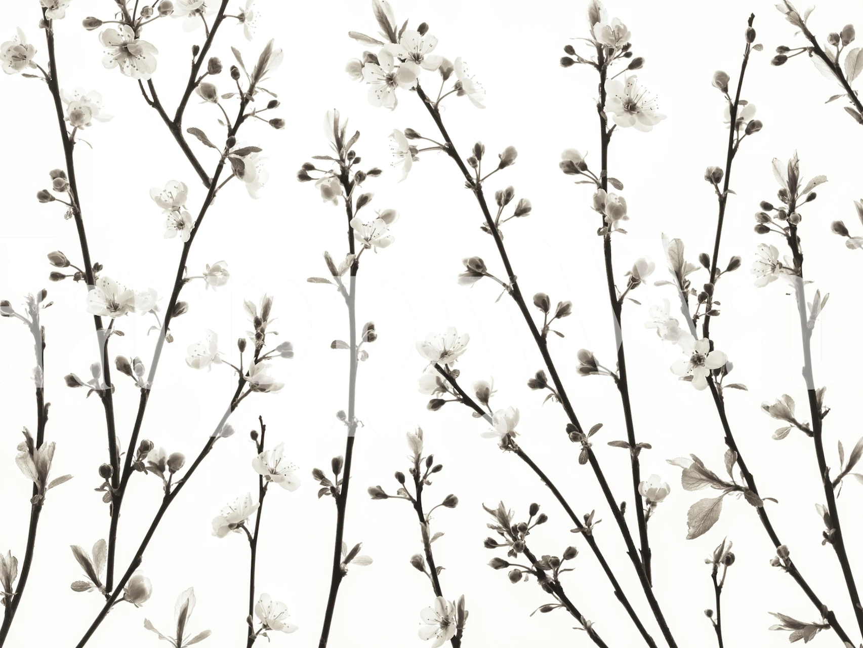 Design tapet s Twigs of Cherry plant