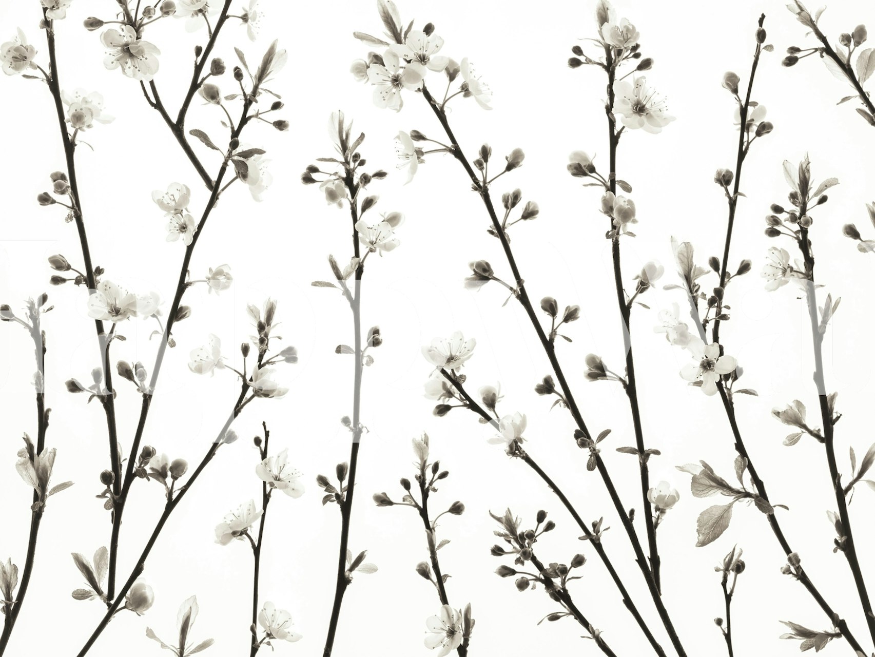 Black and white floral branches wallpaper