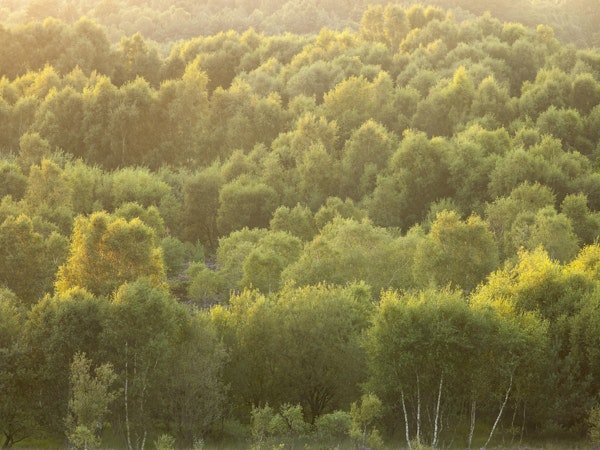 Tree tops at dusk