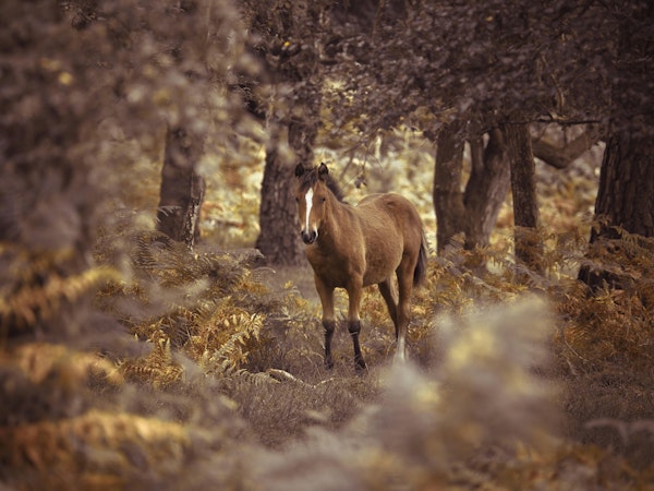 Wild Horse New Forest