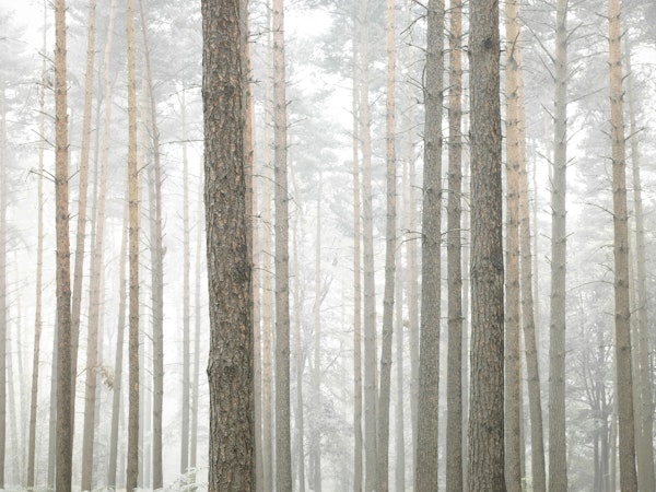 Tree Trunks in Forest