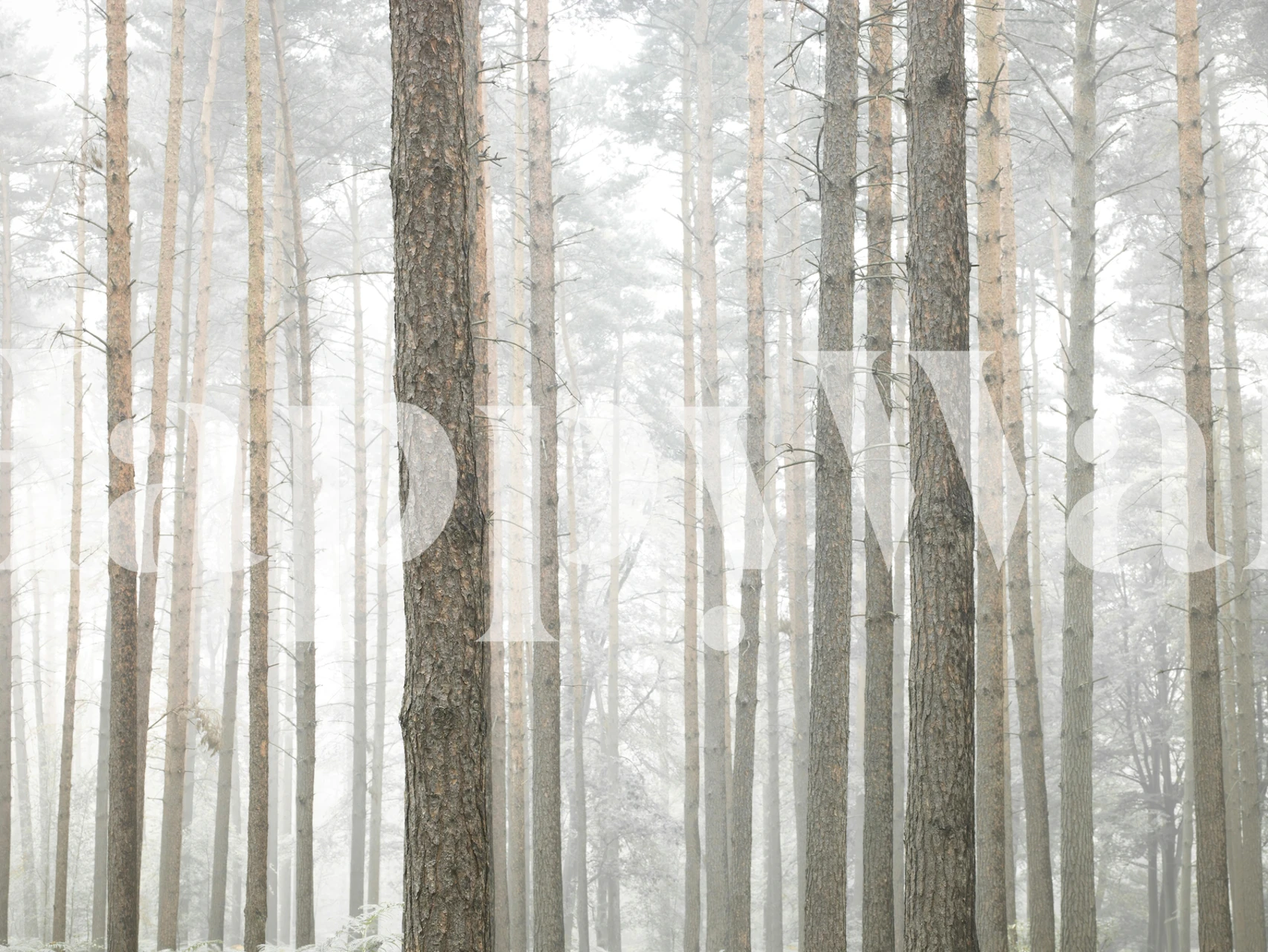 Forest wallpaper with tree trunks in soft grey tones