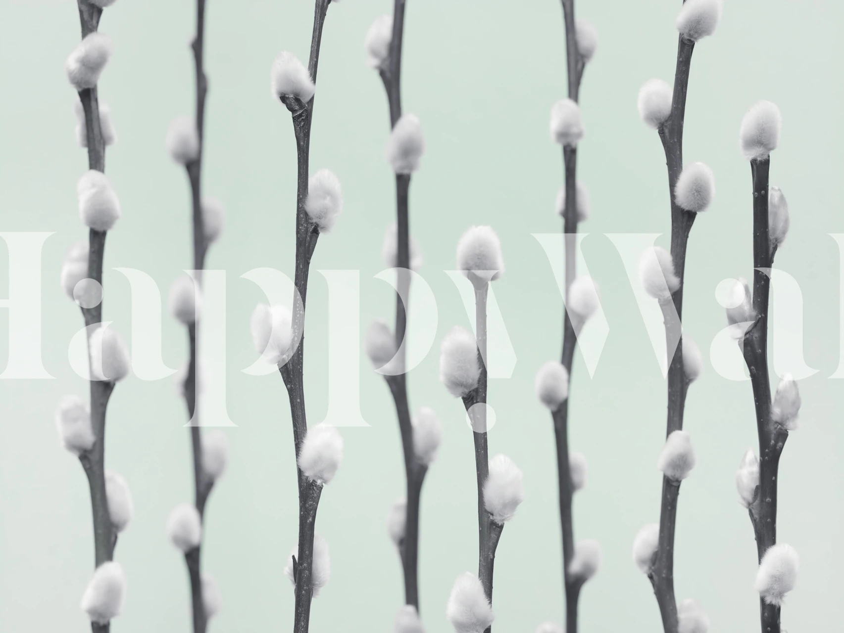 Pussy Willow twigs tapeta w pokoju