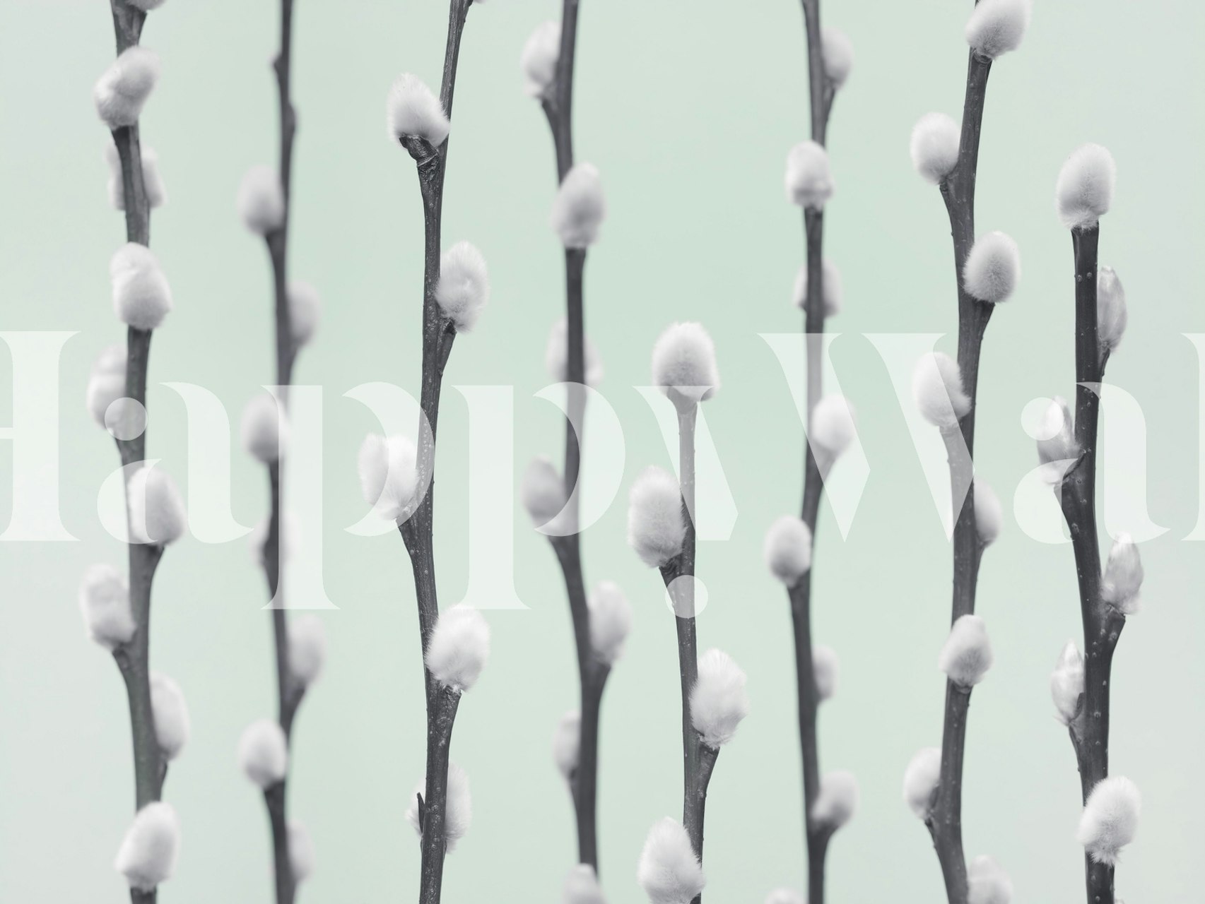 White pussy willow twigs with fluffy buds on light mint wallpaper