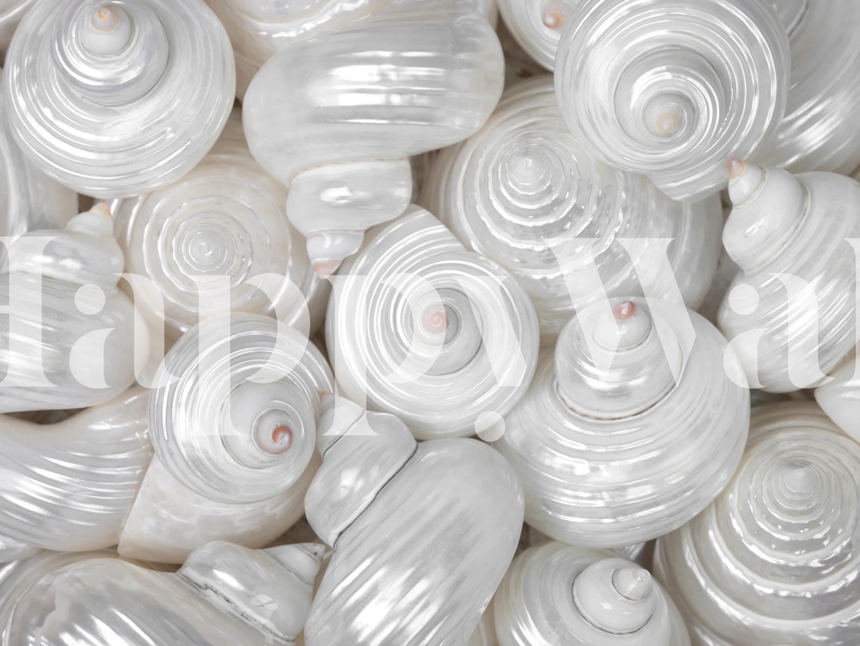 Wallpaper design featuring mixed pearly sea shells