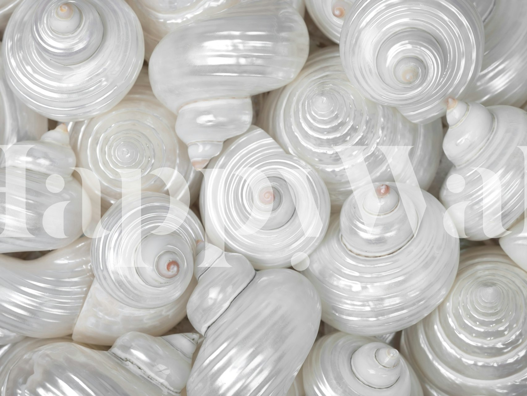 Wallpaper design featuring mixed pearly sea shells