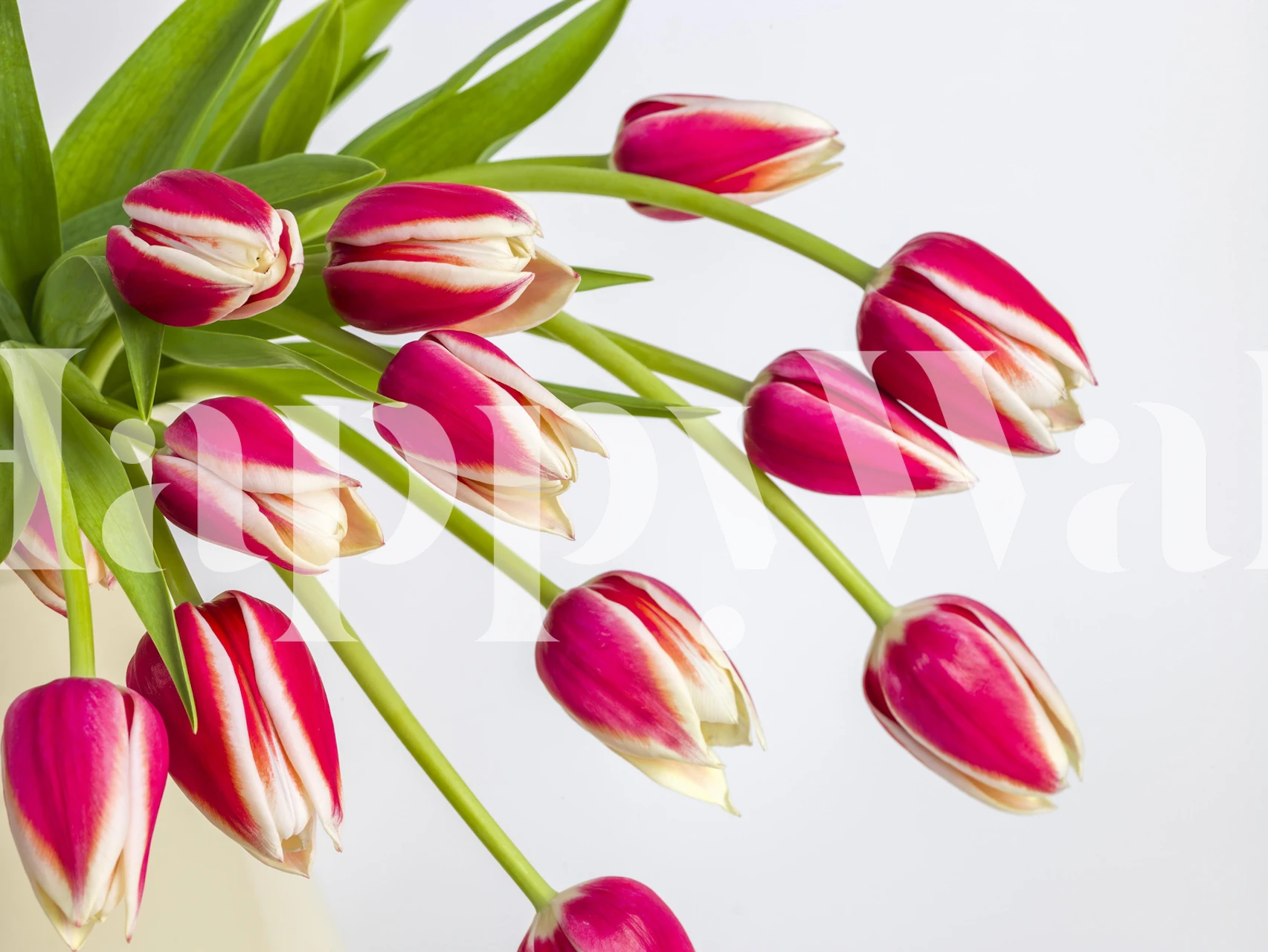 Tapetti, jossa on Bunch of red tulips huoneessa