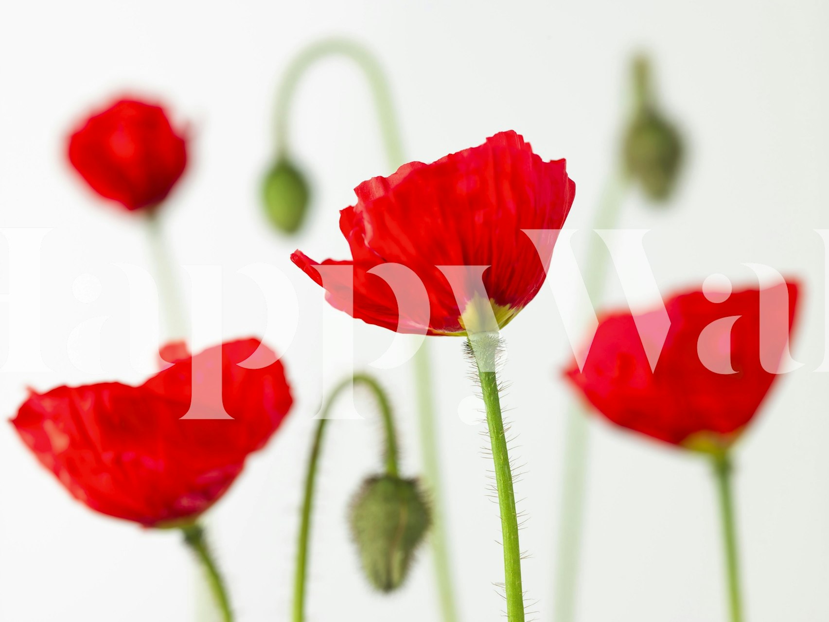 Poppy flowers wallpaper in a room setting